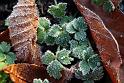 2010-11-25, erster Frost (10)